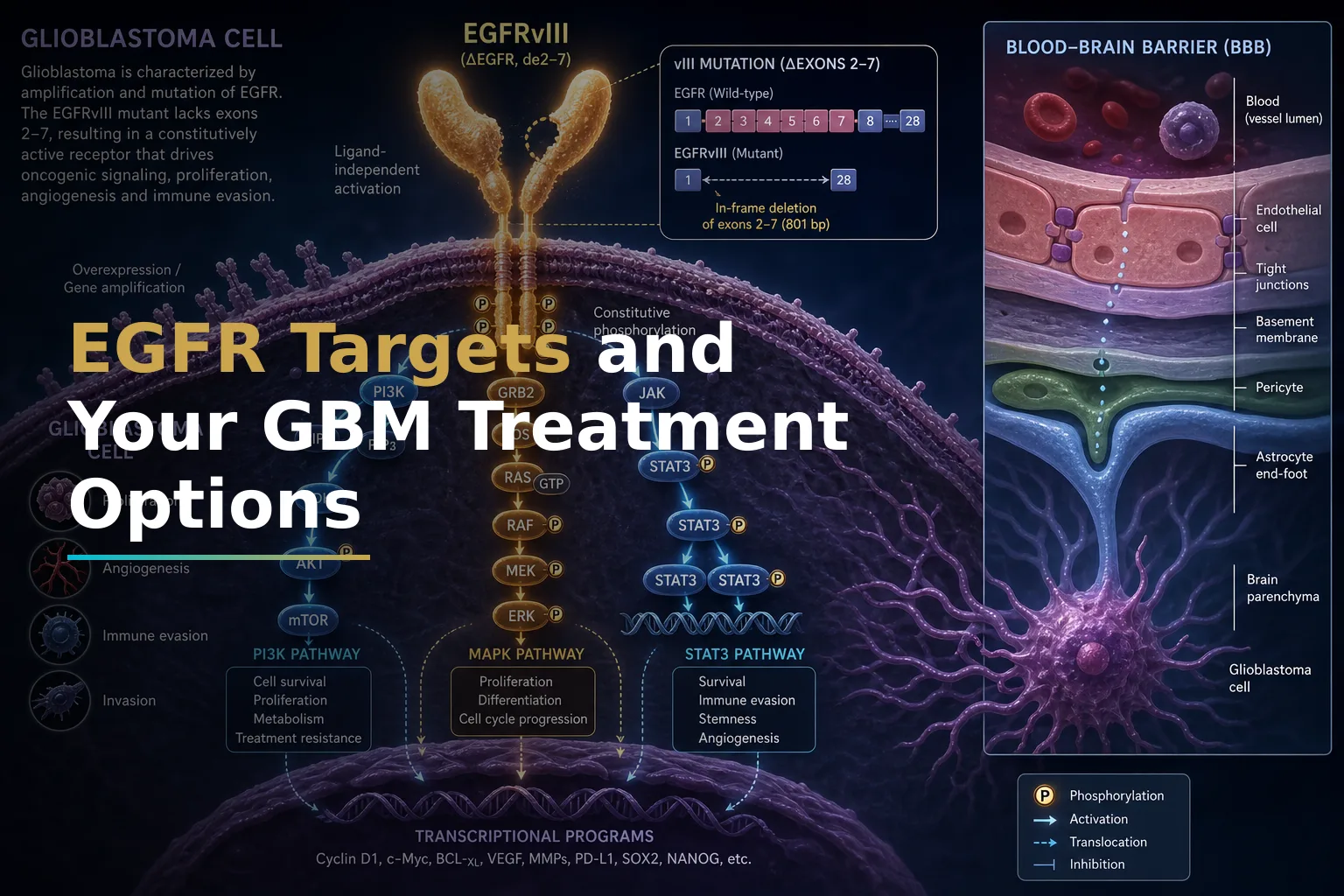 EGFRvIII and EGFR Amplification in Glioblastoma: What These Molecular Targets Mean for Your Treatment Options and Clinical Trial Eligibility